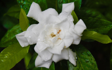 Картинка цветы гардения белый капли