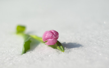 Картинка цветы тюльпаны снег тюльпан розовый одинокий
