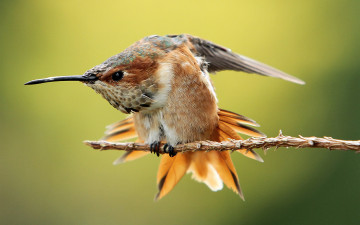 Картинка животные колибри ветка оперение птица
