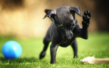 Картинка животные собаки собачка мячик