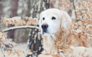 Картинка животные собаки собака зима природа