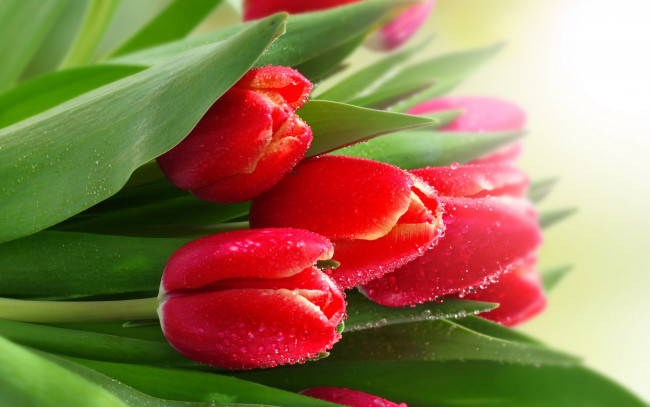 Обои картинки фото цветы, тюльпаны, розовый, зеленый, капли