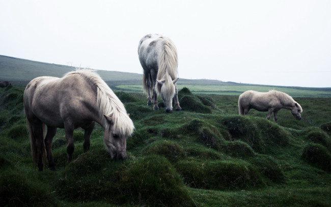 Обои картинки фото животные, лошади, кони, поле, природа