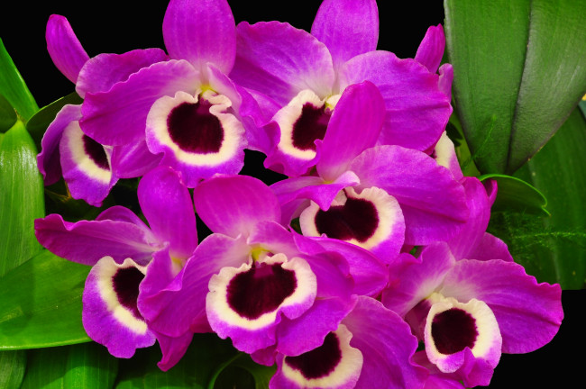 Обои картинки фото цветы, орхидеи, глазки, экзотика, яркий
