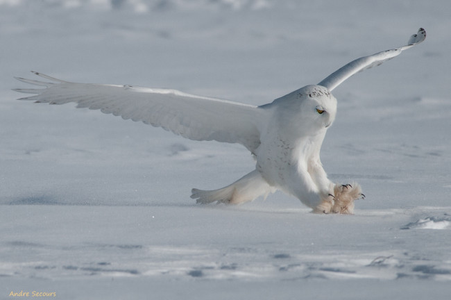 Обои картинки фото животные, совы, снег, крылья, зима, полярная, сова, белая