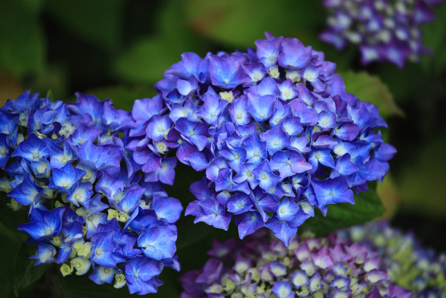 Обои картинки фото цветы, гортензия, синий