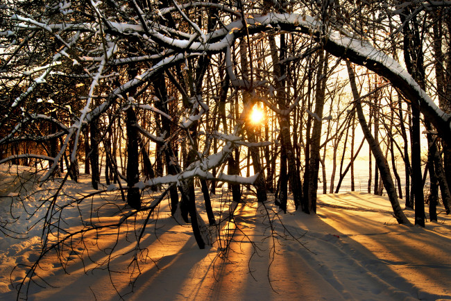 Обои картинки фото природа, зима, лес, снег