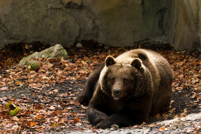 Обои картинки фото животные, медведи, отдых, бурый