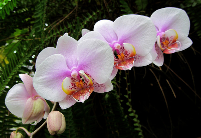 Обои картинки фото цветы, орхидеи, розовый, ветка