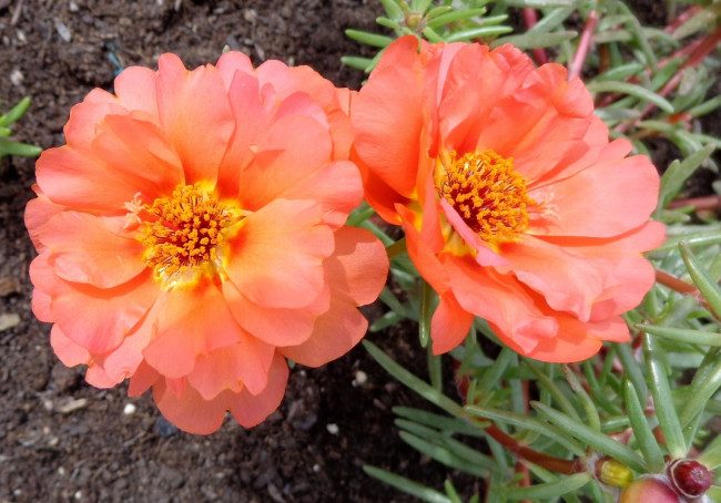 Обои картинки фото цветы, портулак, оранжевый