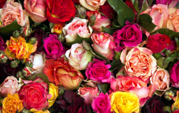 Картинка цветы розы разноцветный много