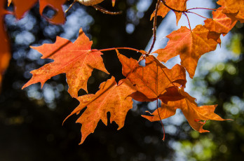 Картинка природа листья осень красные