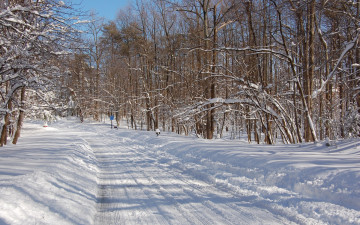 Картинка природа зима лес знак деревья дорога снег