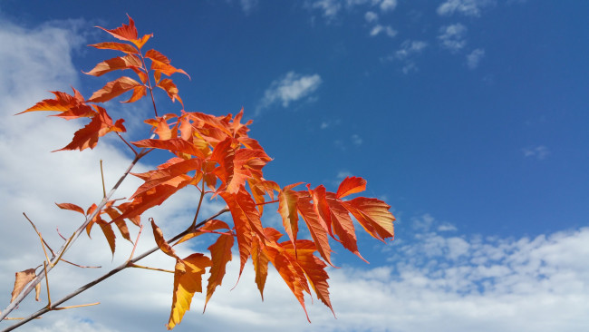 Обои картинки фото природа, листья, осень, ветки, небо, облака