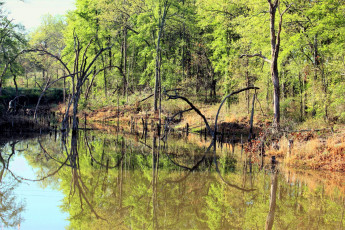 Картинка природа реки озера отражение деревья река