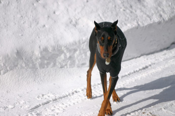 Картинка животные собаки чёрный окрас тень ушки снег крестик доберман