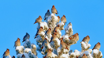 обоя животные, свиристели, дерево, птицы, снег, финляндия, небо, свиристель