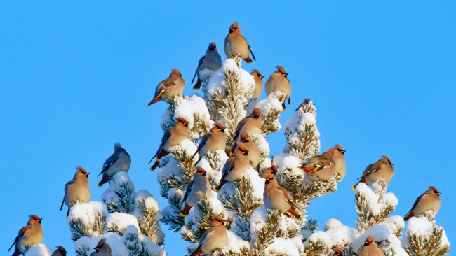 Обои картинки фото животные, свиристели, дерево, птицы, снег, финляндия, небо, свиристель