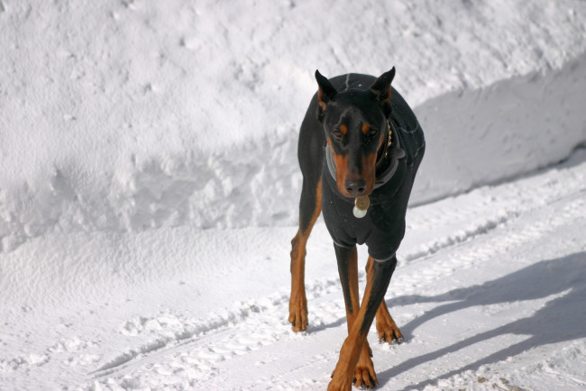 Обои картинки фото животные, собаки, чёрный, окрас, тень, ушки, снег, крестик, доберман