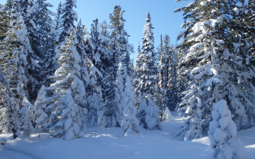 Картинка природа лес зима тени снег сугробы деревья ели пейзаж