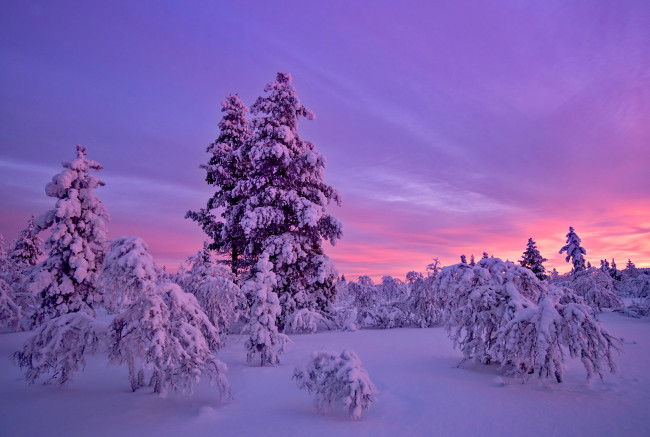 Обои картинки фото природа, зима, снег, закат, деревья