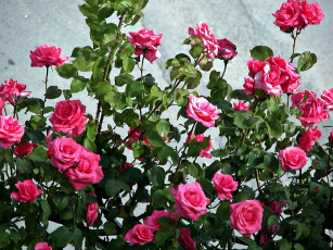 Картинка цветы розы куст розовые много