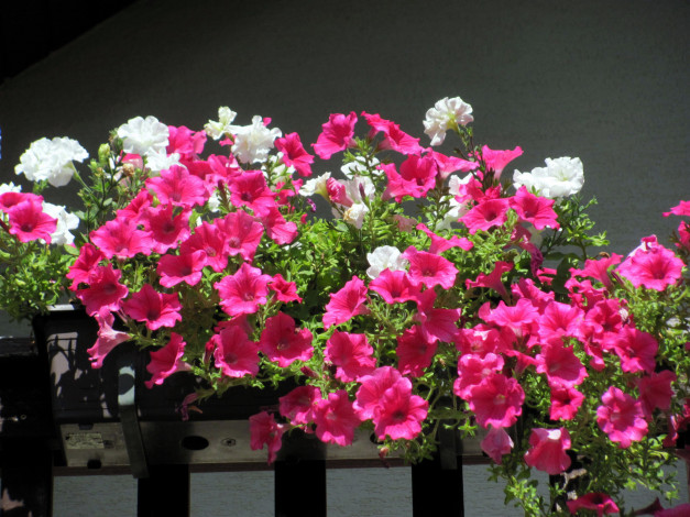 Обои картинки фото цветы, петунии,  калибрахоа, белые, розовые