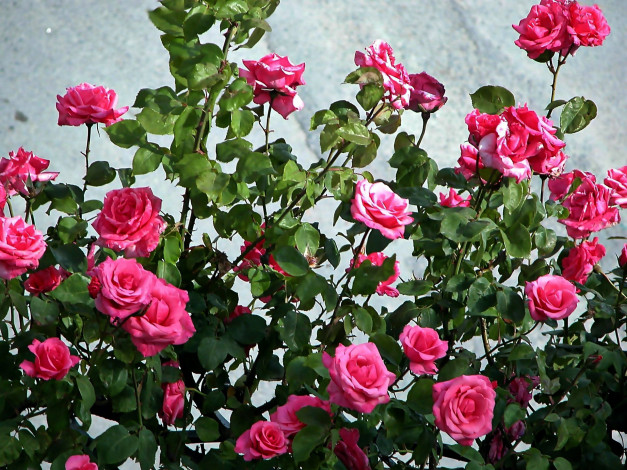 Обои картинки фото цветы, розы, куст, розовые, много