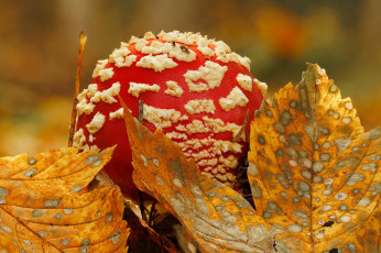 Картинка природа грибы +мухомор гриб