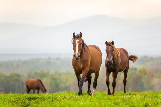 Обои картинки фото животные, лошади, поле, трава, горы, природа, туман, лошадь, кони