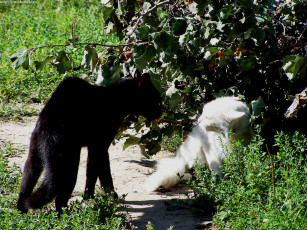 обоя кошачьи, разборки, Черный, против, белого, животные, коты