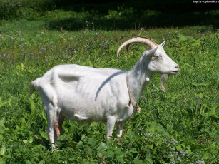 Картинка козел животные козы