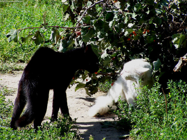 Обои картинки фото кошачьи, разборки, Черный, против, белого, животные, коты