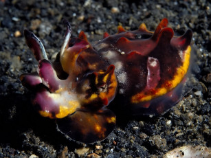 Картинка flamboyant cuttlefish животные морская фауна