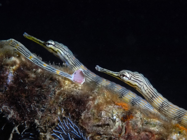 Обои картинки фото pipefish, животные, рыбы