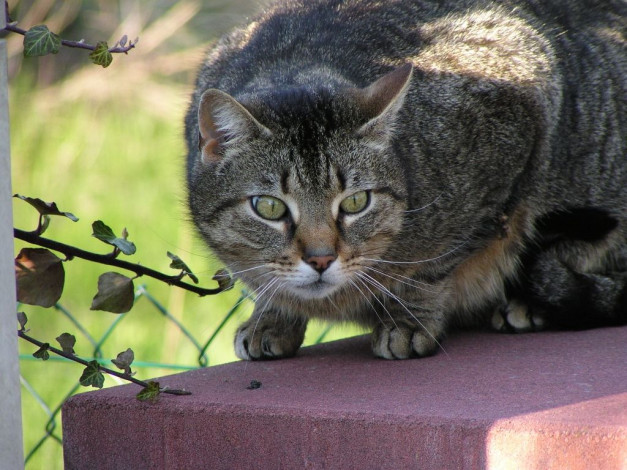 Обои картинки фото животные, коты