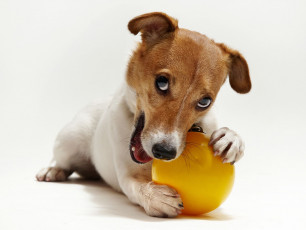 Картинка животные собаки мяч