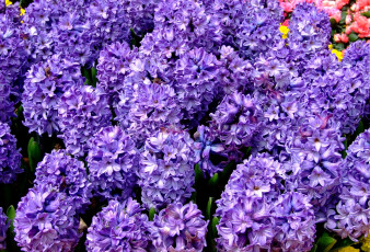обоя цветы, гиацинты, фиолетовый, много