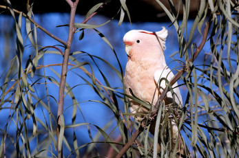 Картинка животные попугаи розовый ветки хохолок какаду