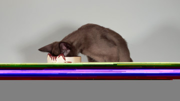 Картинка животные коты кот кошка кружка морда