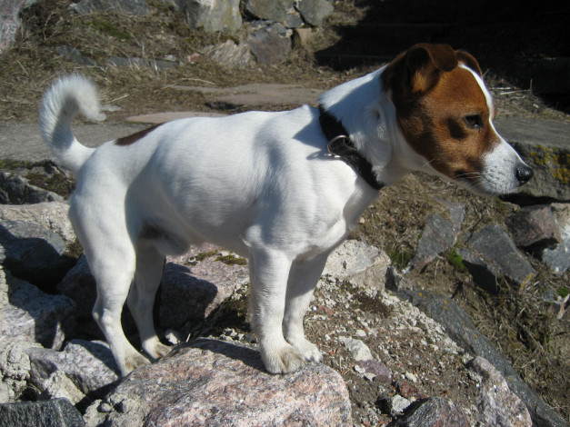 Обои картинки фото животные, собаки, jack, russell, terrier