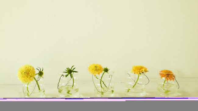 Обои картинки фото цветы, скабиоза, желтые, стаканы, вода