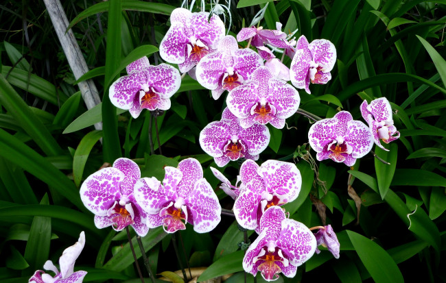 Обои картинки фото цветы, орхидеи, много, пятнистый, розовый