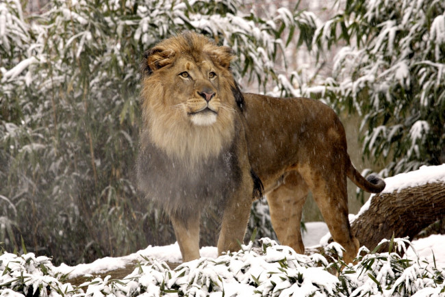 Обои картинки фото животные, львы, снег, грива, пар, холод