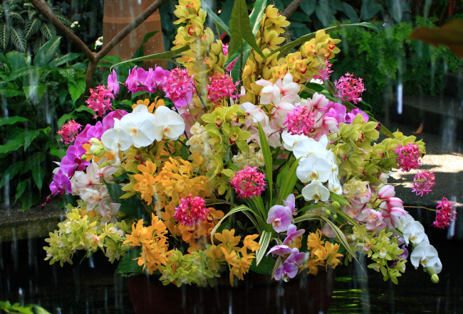 Обои картинки фото цветы, орхидеи, лепестки, листья