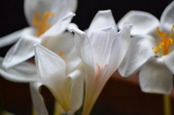 Картинка цветы крокусы белый макро