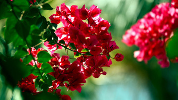 Картинка цветы бугенвиллея ветка розовый