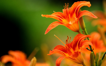 Картинка цветы лилии лилейники оранжевый