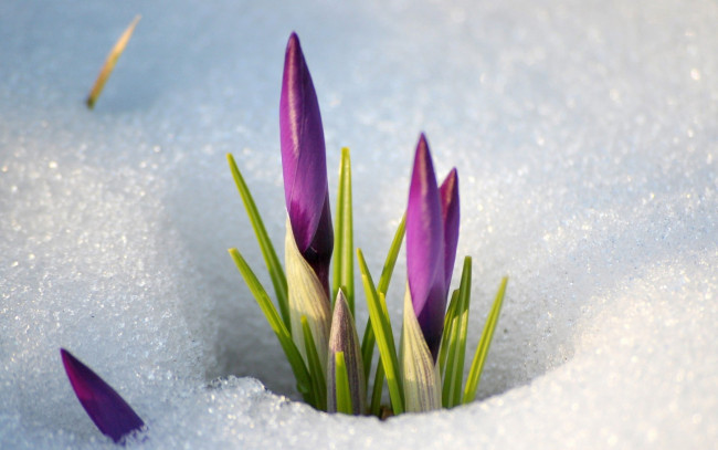 Обои картинки фото цветы, крокусы, снег, бутоны, сиреневый