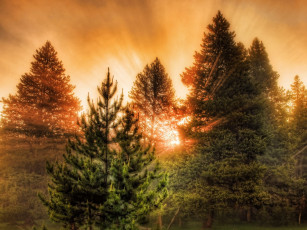 Картинка природа восходы закаты деревья лучи свет